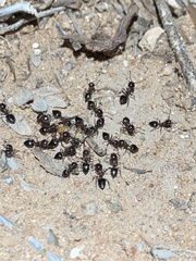Crematogaster depilis