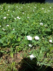 Convolvulus arvensis