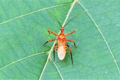 Sphedanolestes xiongi