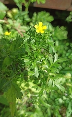 Potentilla norvegica