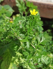 Potentilla norvegica