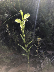 Pterostylis viriosa