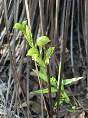 Pterostylis viriosa