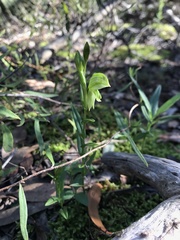 Pterostylis viriosa