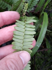 Nephrolepis flexuosa