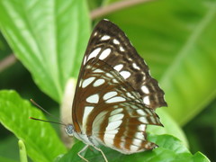 Phaedyma columella singa