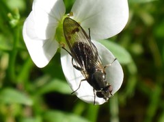 Sphegina