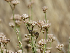 Ortegia hispanica