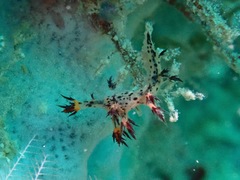 Cabangus regius