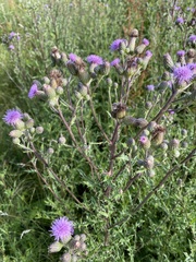Cirsium arvense