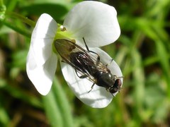 Sphegina
