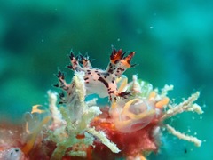 Cabangus regius