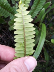 Nephrolepis flexuosa
