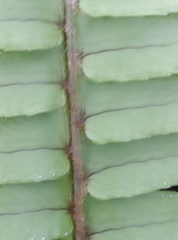 Nephrolepis flexuosa