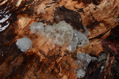 Tremella globispora