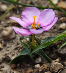 Moraea melanops