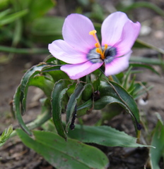 Moraea melanops