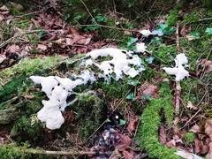 Fuligo septica candida