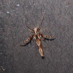 Stathmopoda stimulata