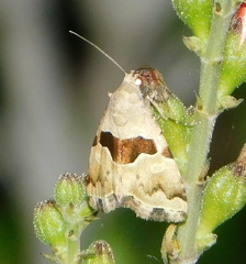 Cobubatha lixiva