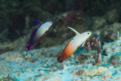 Nemateleotris decora