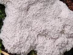 Fuligo septica candida