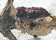 Fuligo septica candida