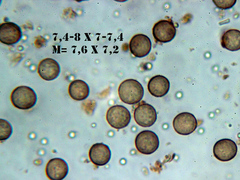 Fuligo septica candida