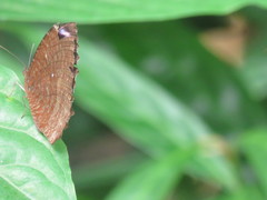 Elymnias hypermnestra beatrice