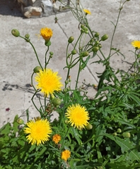 Sonchus arvensis