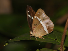 Euthalia recta