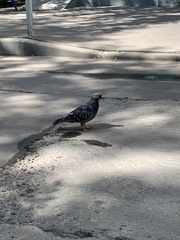 Columba livia domestica
