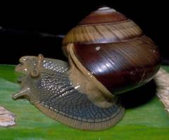 Asperitas sparsa