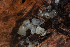 Tremella globispora