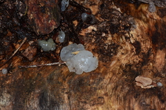 Tremella globispora