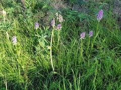 Dactylorhiza majalis baltica