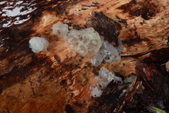 Tremella globispora