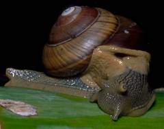 Asperitas sparsa