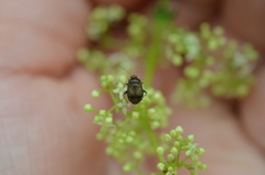 Polymerus holosericeus