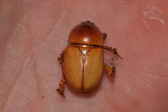 Hyphoryctes maculatus