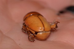 Hyphoryctes maculatus