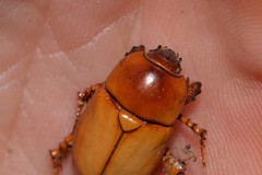 Hyphoryctes maculatus
