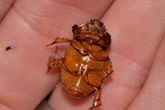Hyphoryctes maculatus