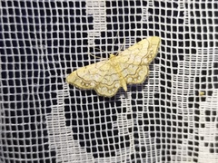 Idaea moniliata