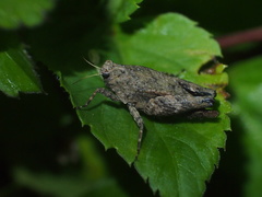 Tetrigoidea