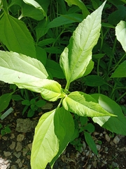Helianthus tuberosus