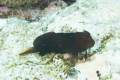 Cirripectes stigmaticus