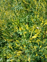 Melilotus officinalis