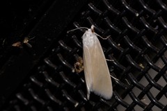 Schoenobiinae
