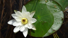 Nymphaea candida